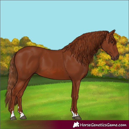 Horse Color:Chestnut 