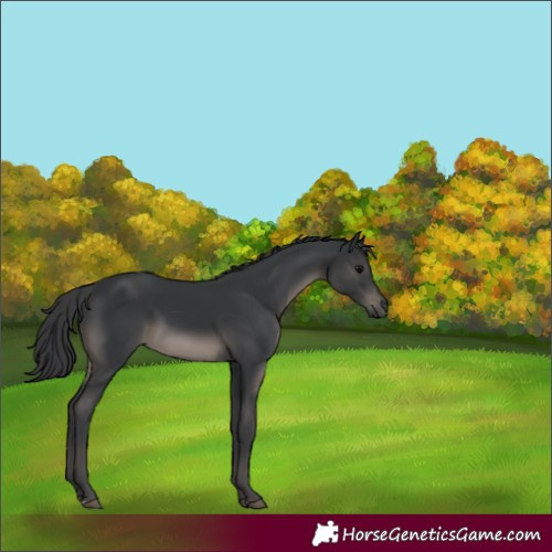 Horse Color:Black 