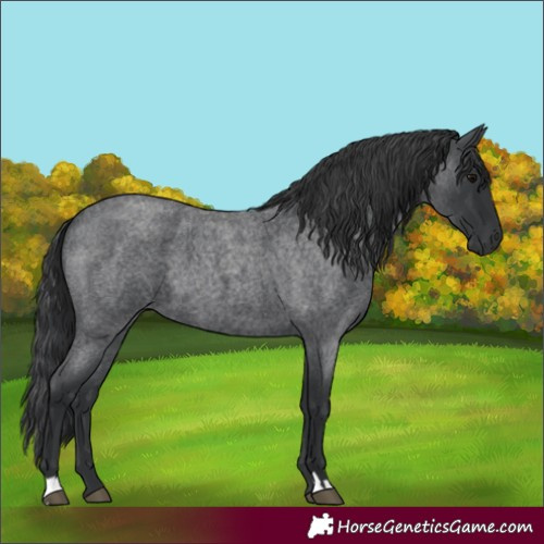 Horse Color:Blue Roan 
