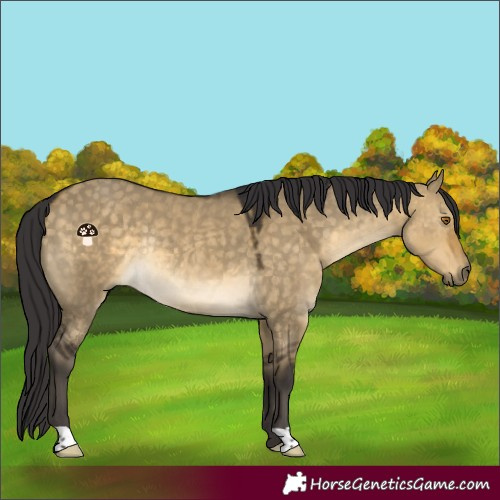 Horse Color:Buckskin Dun Rabicano 
