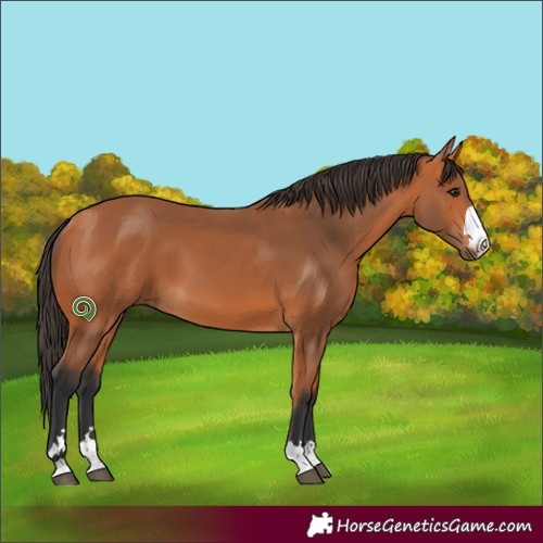 Horse Color:Bay 