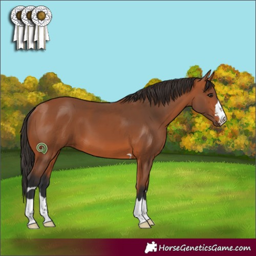 Horse Color:Bay 