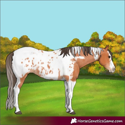 Horse Color:Bay Splash Tobiano Appaloosa  and Bay Splash Tobiano Frame Appaloosa 