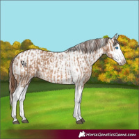 Horse Color:Red Dun Splash  and Red Dun Splash 