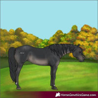 Horse Color:Black 