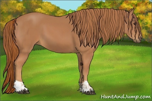 Horse Color:Chestnut and Chestnut