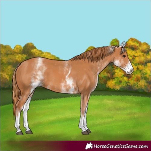 Horse Color:White Spotted Chestnut 
