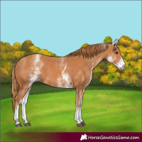 Horse Color:White Spotted Chestnut 