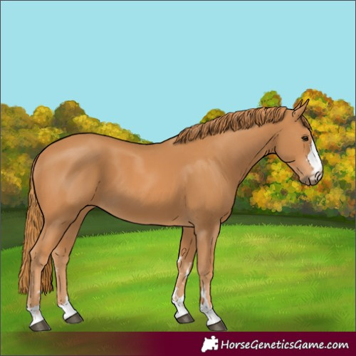 Horse Color:Chestnut 