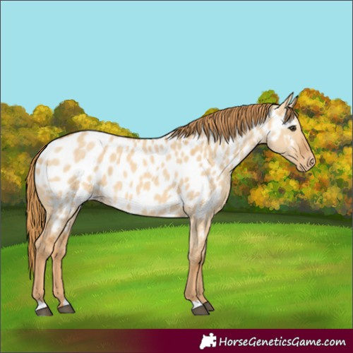 Horse Color:Red Dun Near Leopard 