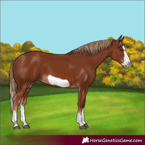 Horse Color:Chestnut Splash Frame 