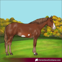 Horse Color:Chestnut Frame