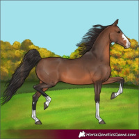 Horse Color:Brown 