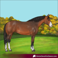 Horse Color:Bay Sabino