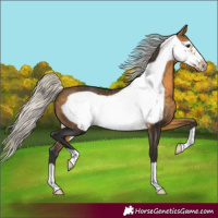 Horse Color:Silver Buckskin Frame 