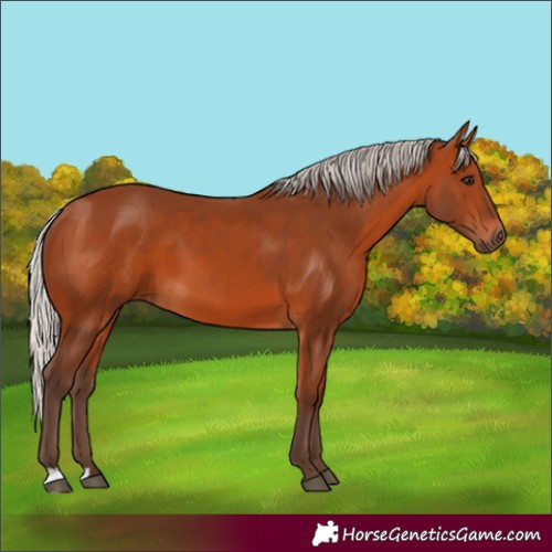 Horse Color:Silver Bay 