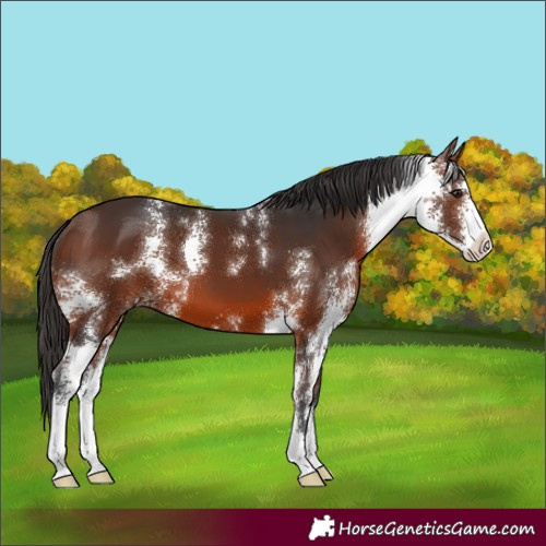 Horse Color:Bay Sabino
