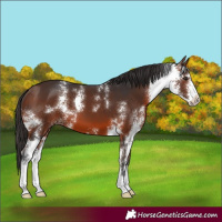 Horse Color:Bay Sabino