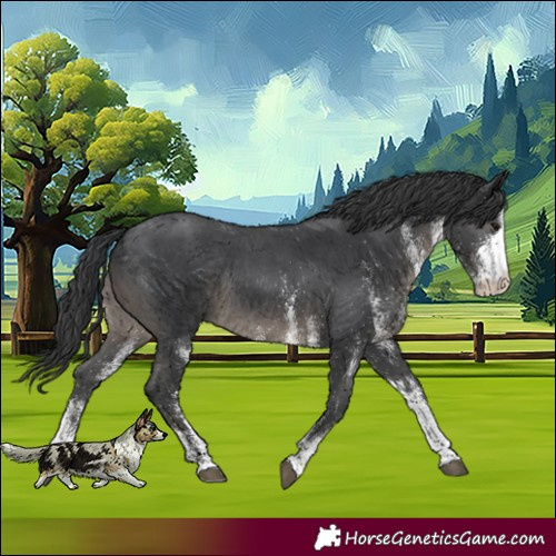 Horse Color:White Spotted Black Rabicano 