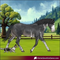 Horse Color:White Spotted Black Rabicano 