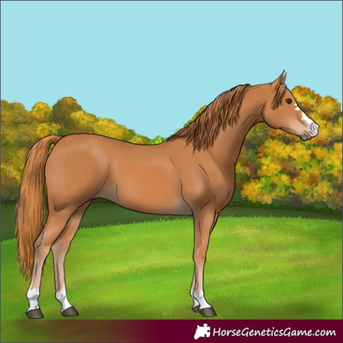 Horse Color:Chestnut 