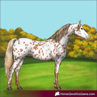 Horse Color:Chestnut Appaloosa 