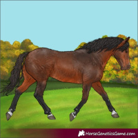 Horse Color:Bay 