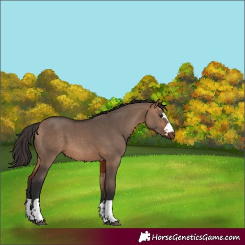 Horse Color:Bay Dun 
