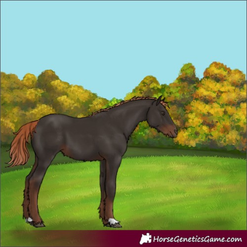Horse Color:Liver Chestnut 