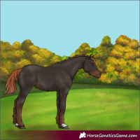 Horse Color:Liver Chestnut 