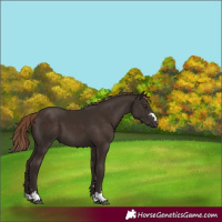 Horse Color:Liver Chestnut