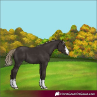 Horse Color:Liver Chestnut 