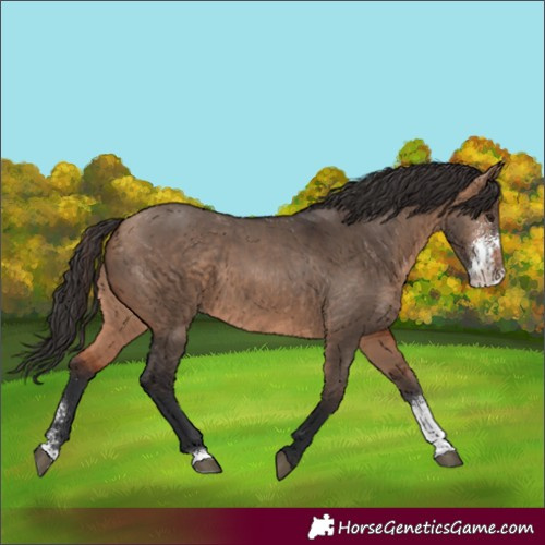 Horse Color:Brown Dun Sabino
