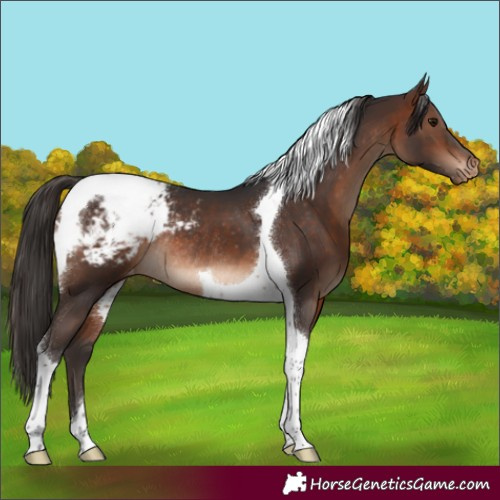 Horse Color:Brown Tobiano Snowcap Rabicano 