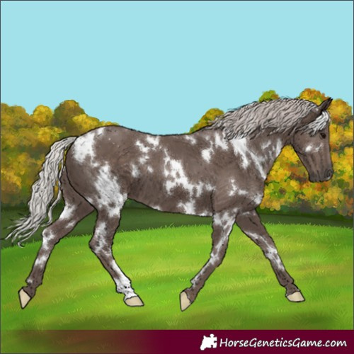 Horse Color:White Spotted Silver Black