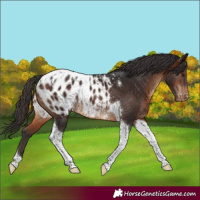 Horse Color:Brown Tobiano Appaloosa Rabicano