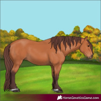 Horse Color:Chocolate Bay 
