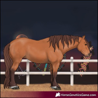 Horse Color:Chocolate Bay 