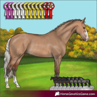 Horse Color:Silver Brown Dun Rabicano