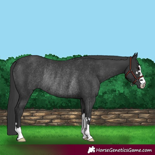 Horse Color:Black Rabicano 