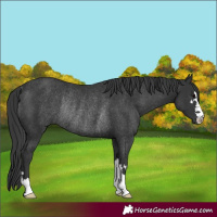 Horse Color:Black Rabicano 