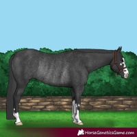 Horse Color:Black Rabicano