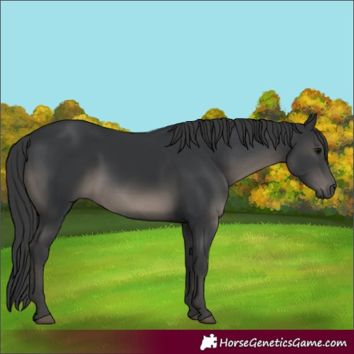 Horse Color:Black 