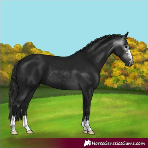 Horse Color:Gray Black
