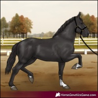 Horse Color:Smoky Black 
