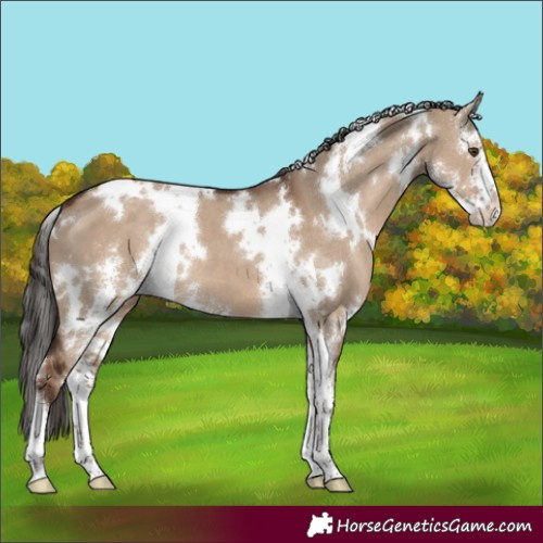 Horse Color:White Spotted Liver Red Dun Sabino