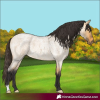 Horse Color:Buckskin Roan Dun 