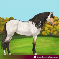Horse Color:Buckskin Roan Dun 