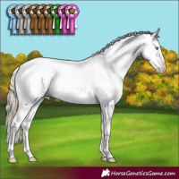 Horse Color:Perlino Dun Mushroom Sabino Splash 