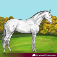 Horse Color:Brown Mushroom Sabino 